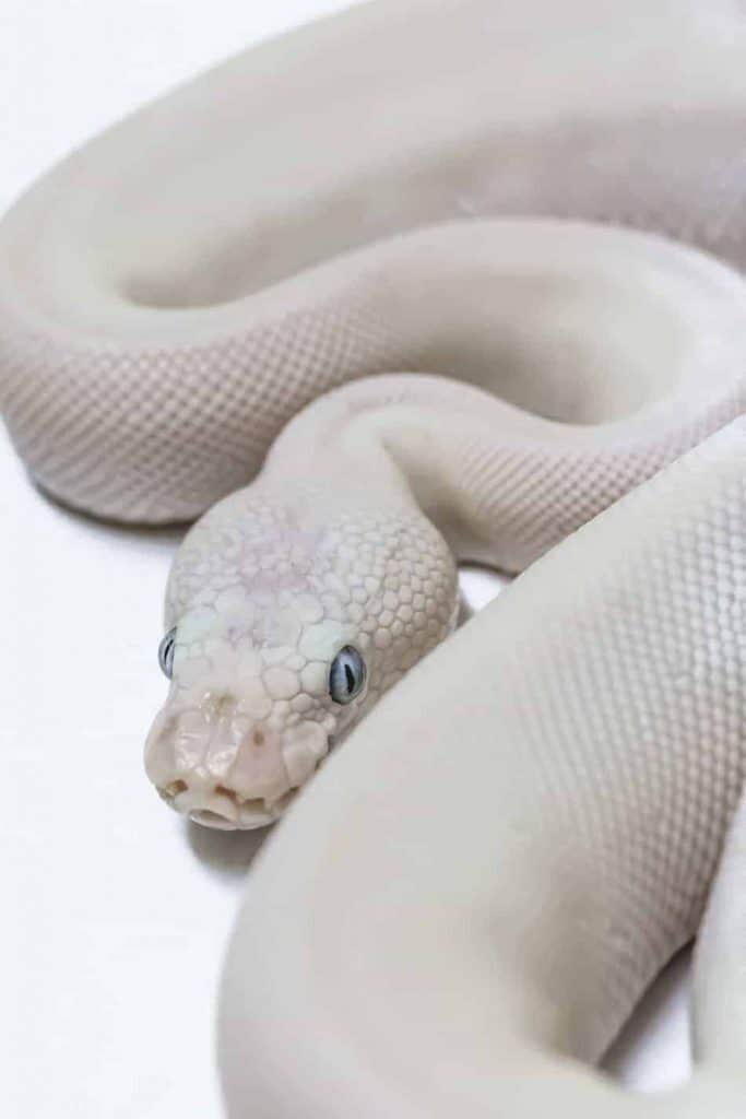 Featured image of post Albino White Snake With Blue Eyes