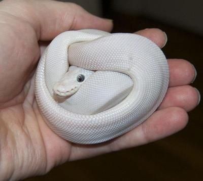 Featured image of post All White Snake With Blue Eyes