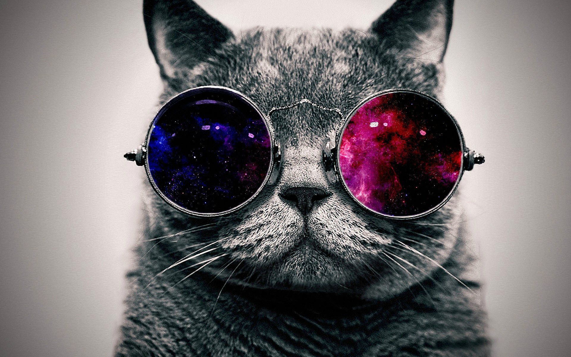 Featured image of post Cat With Galaxy Glasses Iphone Wallpaper