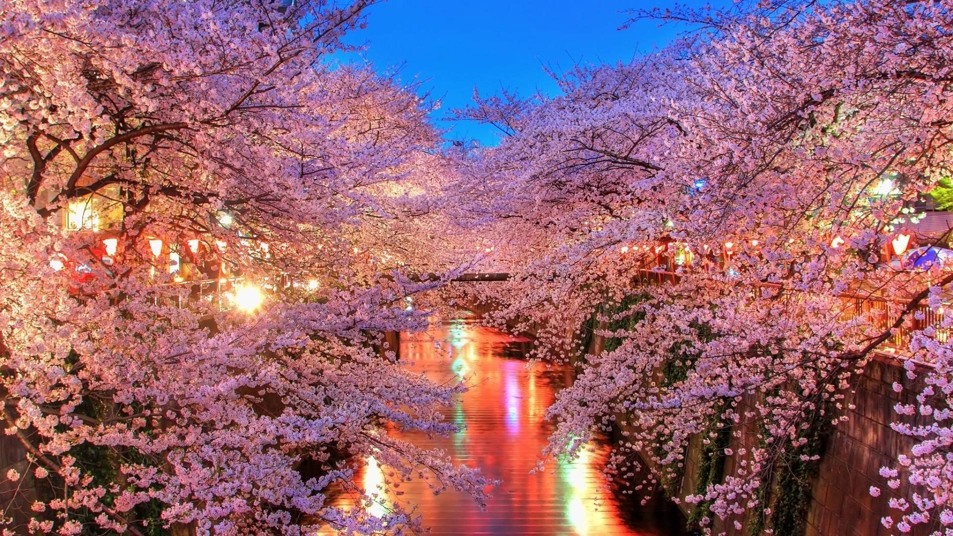 Featured image of post Cherry Blossom Tree Wallpaper Desktop