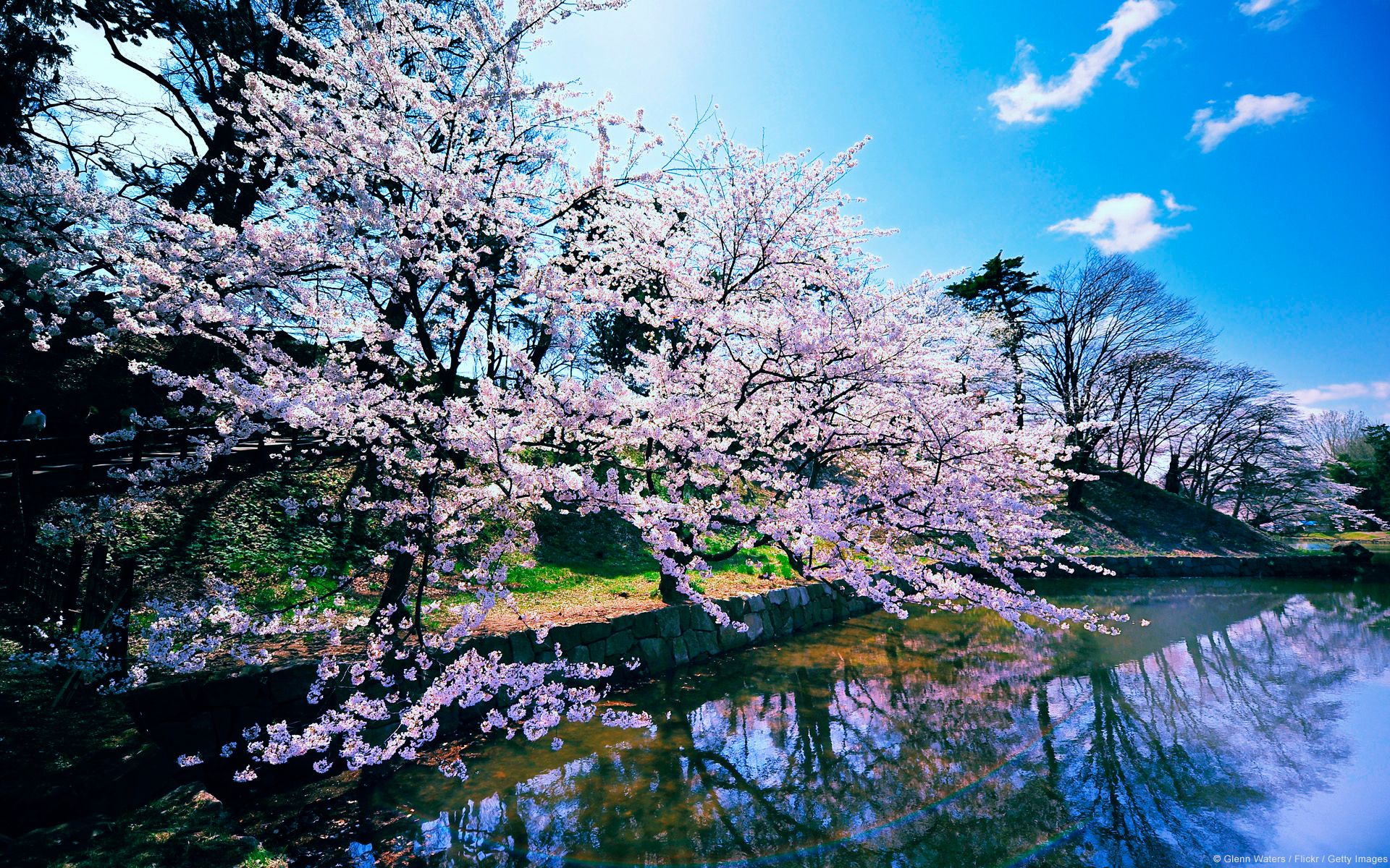 Featured image of post Cherry Blossom Tree Wallpaper Hd