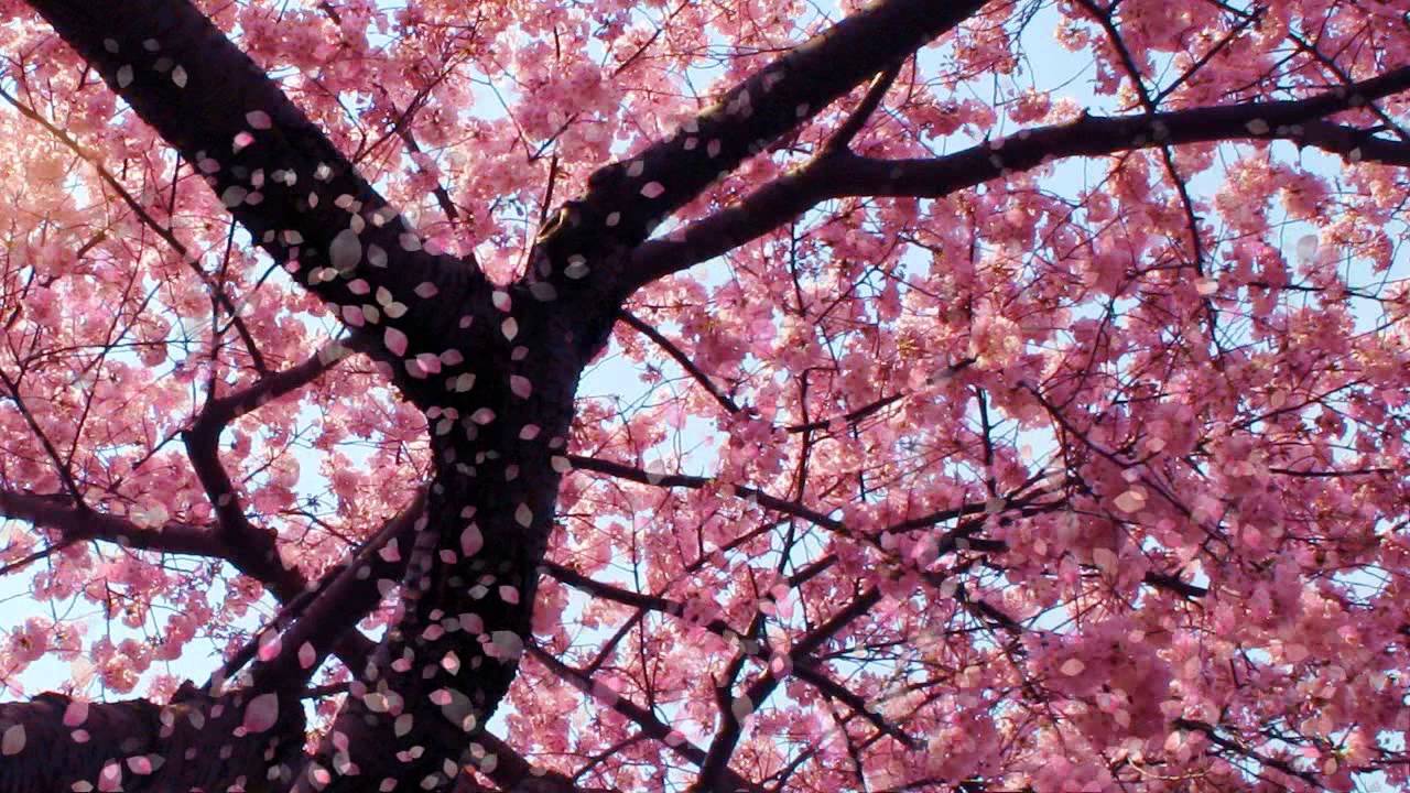 Featured image of post Cherry Blossom Tree Wallpaper Moving