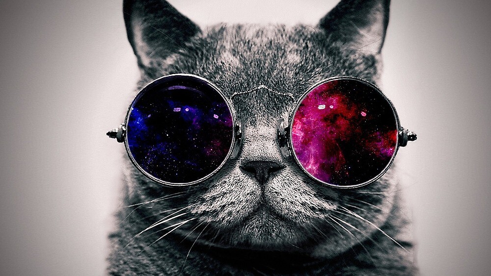 Featured image of post Grey Cat With Galaxy Glasses