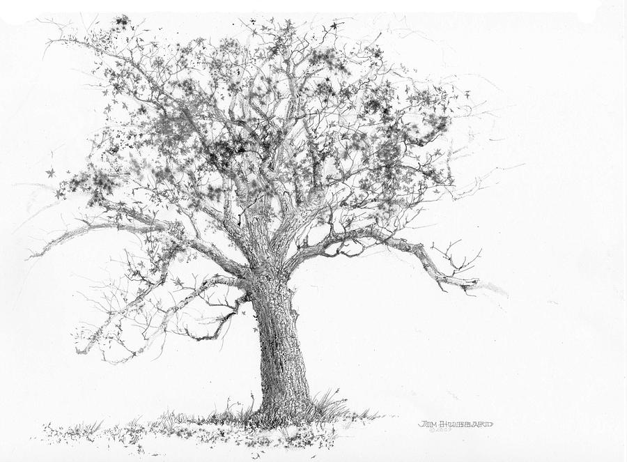 Featured image of post How To Draw A Tulip Poplar Tree