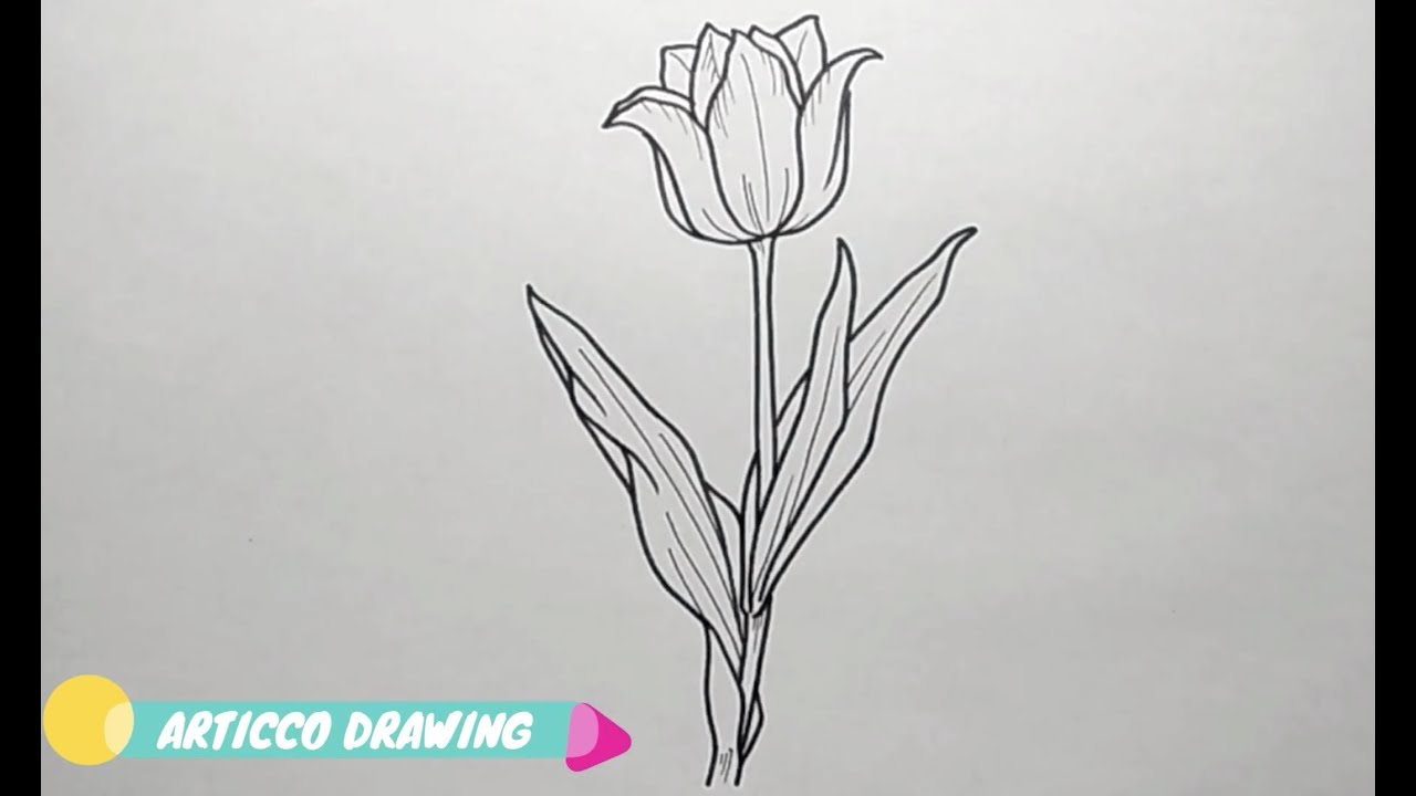 Featured image of post How To Draw A Tulip Realistic