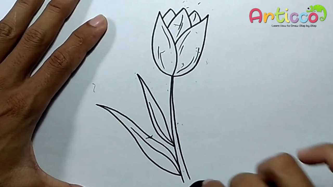 Featured image of post How To Draw A Tulip Tree