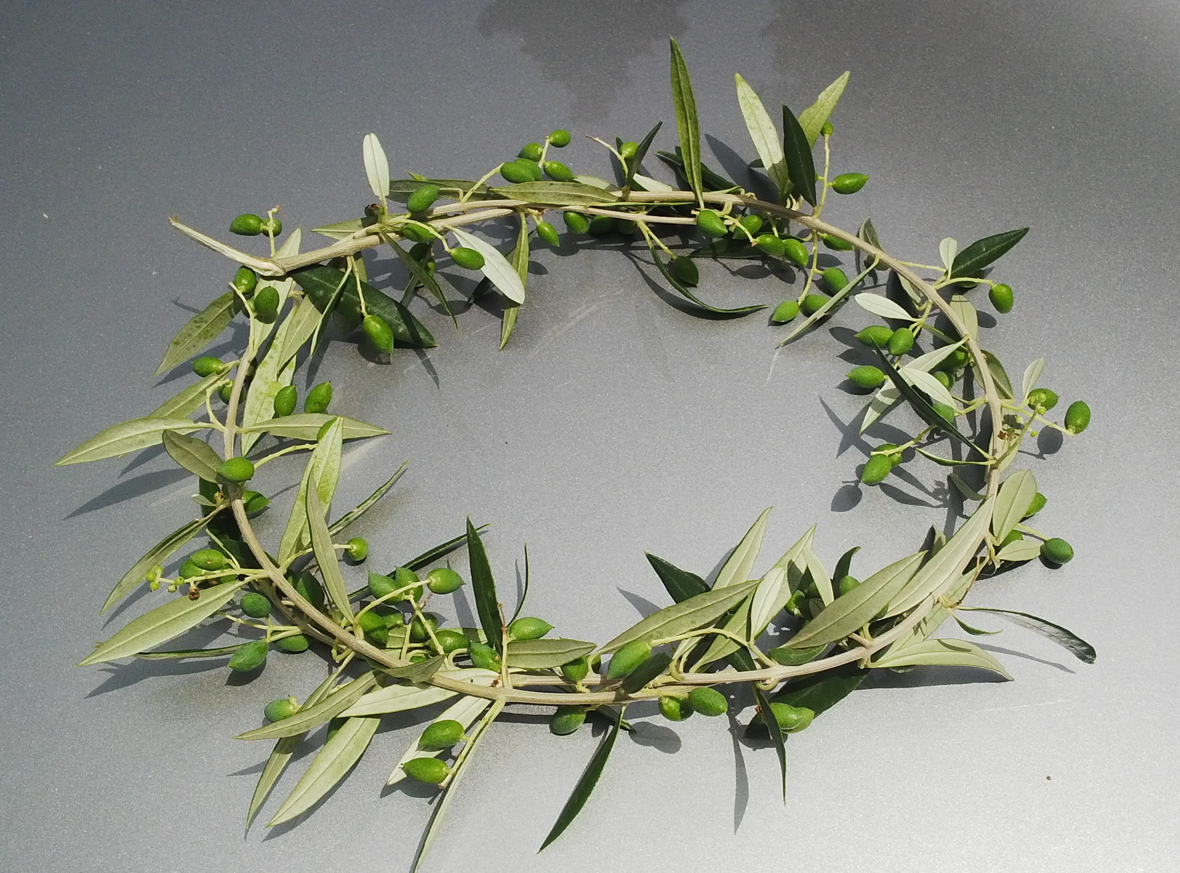 Featured image of post Olympic Wreath Of Leaves