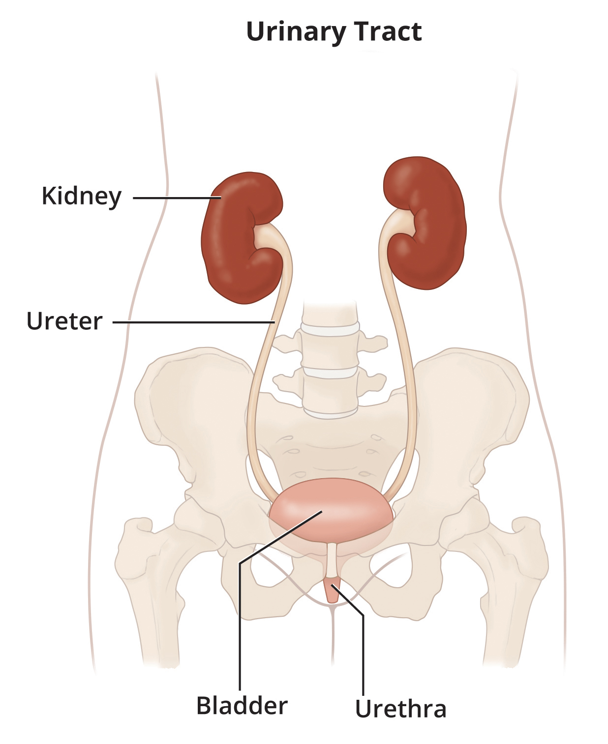 Featured image of post Picture Of Kidneys And Bladder