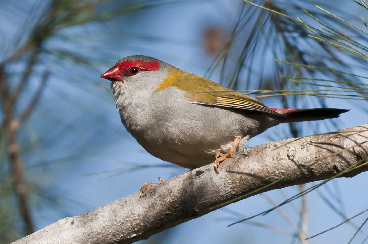 Featured image of post Small Bird With Red Beak And Red Tail