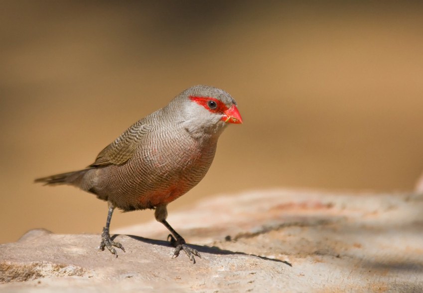 Featured image of post Small Bird With Red Beak South Africa