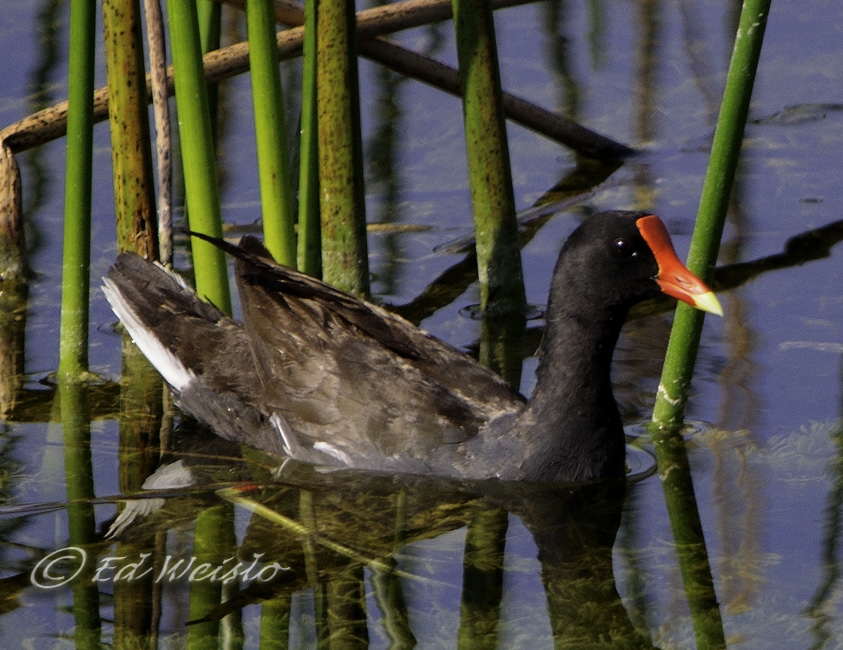 Featured image of post Small Black Water Bird With Red Beak