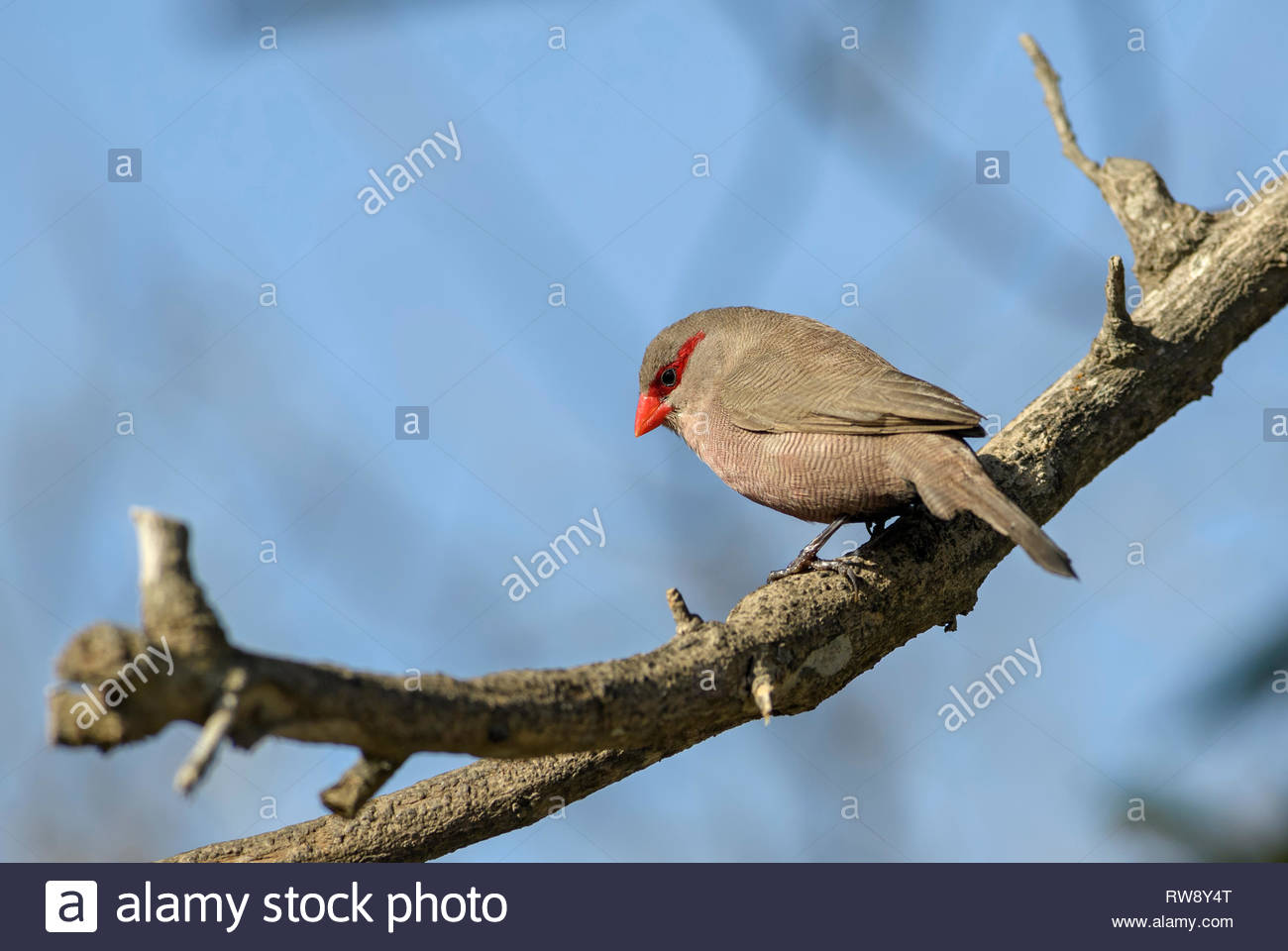 Featured image of post Small Brown Bird With Red Beak