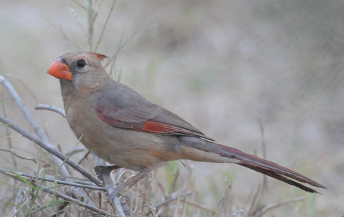 Featured image of post Small Grey Bird With Red Beak