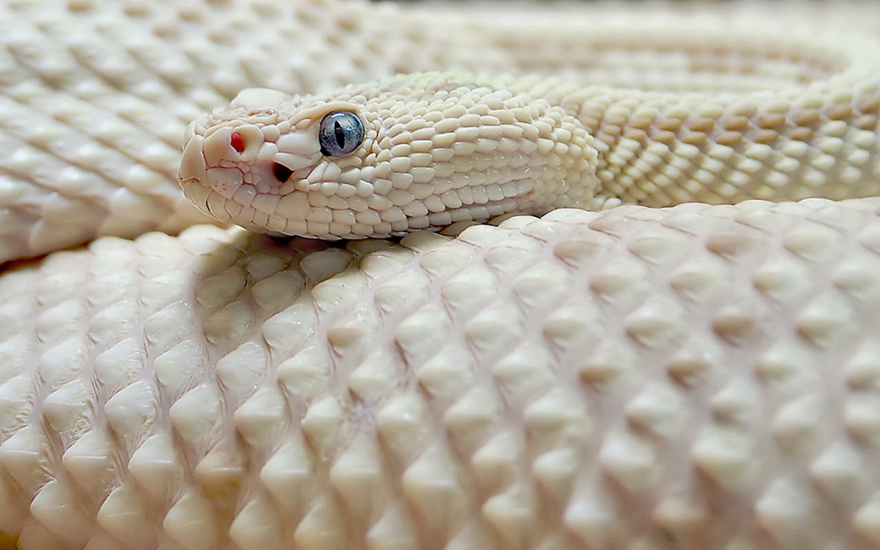 Featured image of post Wallpaper White Snake With Blue Eyes