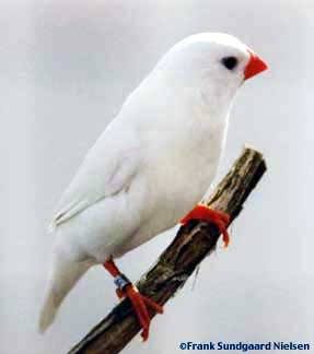 Featured image of post White Small Bird With Red Beak